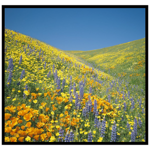Spring Events: Finding Superblooms in California