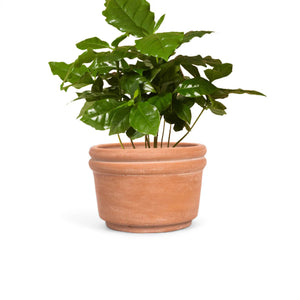Felipe Medium Terracotta Planter - H+E Goods Company