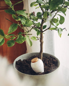 olla for potted plants Pepin Olla, Mustard Yellow